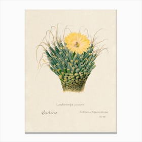 Agave Cactus, Familie Der Cacteen Canvas Print