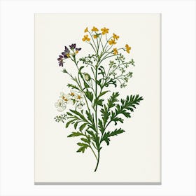 Vintage Botanical Galleria Style Wildflower Painting 29 Canvas Print