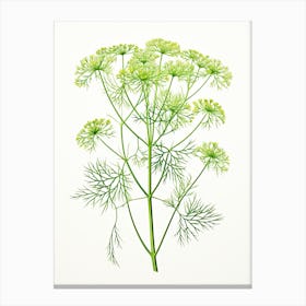 Dill Vintage Botanical Herbs 2 Canvas Print