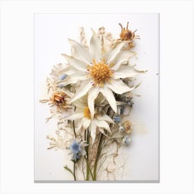 Pressed Flower Botanical Art Edelweiss 2 Canvas Print
