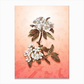 Almond Leaved Pear Vintage Botanical in Peach Fuzz Asanoha Star Pattern n.0213 Canvas Print