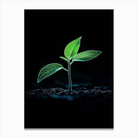 Young Green Plant On Black Background 3 Canvas Print