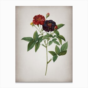 Vintage Van Eeden Rose Botanical on Parchment n.0502 Canvas Print