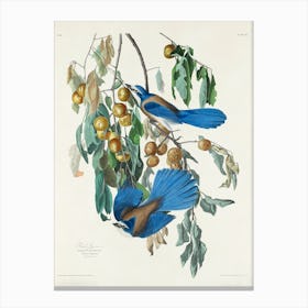 Loggerhead Shrike, Birds Of America, John James Audubon Canvas Print