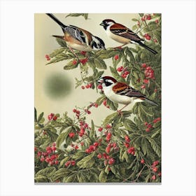 House Sparrow Haeckel Style Vintage Illustration Bird Canvas Print