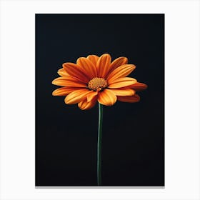 Gerbera Daisy 6 Canvas Print