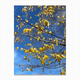 Yellow Leaves On A Tree 1 Canvas Print