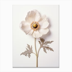 Pressed Flower Botanical Art Anemone 1 Canvas Print