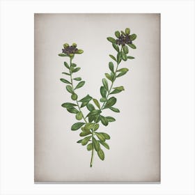 Vintage Daphne Sericea Flowers Botanical on Parchment n.0876 Canvas Print
