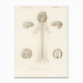 Human’S Brain, Charles Dessalines D' Orbigny Canvas Print