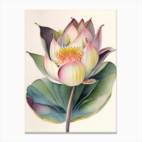 American Lotus Watercolour Ink Pencil 1 Canvas Print