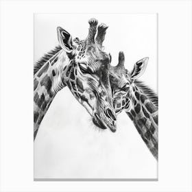 Two Giraffes Pencil Drawing 2 Canvas Print