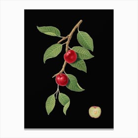 Vintage Cherry Plum Botanical Illustration on Solid Black n.0726 Canvas Print
