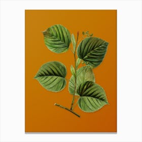 Vintage Linden Tree Branch Botanical on Sunset Orange Canvas Print