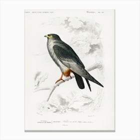 Red Footed Falcon (Falco Rufipes), Charles Dessalines D' Orbigny Canvas Print