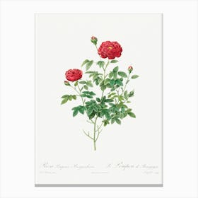 Pompon Rose (1817–1824), Pierre Joseph Redoute Canvas Print
