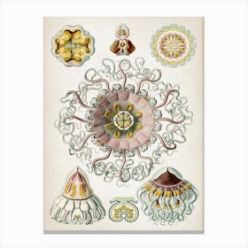 Vintage Haeckel 2 Tafel 38 Taschenquallen Canvas Print