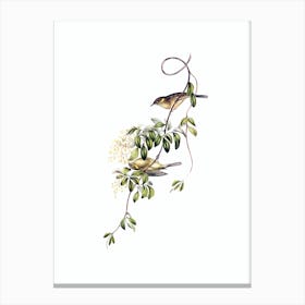 Vintage Fuscous Honeyeater Bird Illustration on Pure White n.0375 Canvas Print