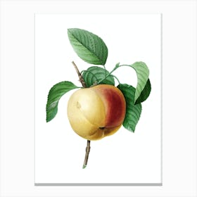 Vintage Snow Calville Apple Botanical Illustration on Pure White n.0809 Canvas Print