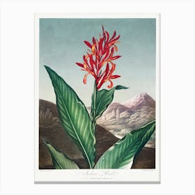 Indian Reed From The Temple Of Flora (1807), Robert John Thornton Canvas Print