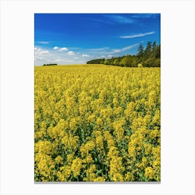 Rapeseed Field Rape Canvas Print