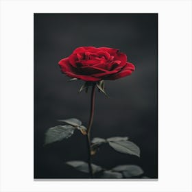 Single Red Rose On Dark Background Canvas Print