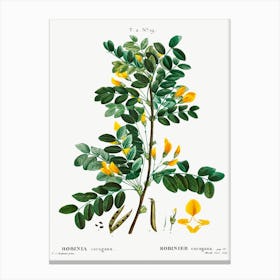 Siberian Pea Tree, Pierre Joseph Redoute Canvas Print