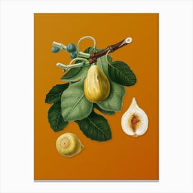 Vintage Common Fig Botanical on Sunset Orange n.0929 Canvas Print
