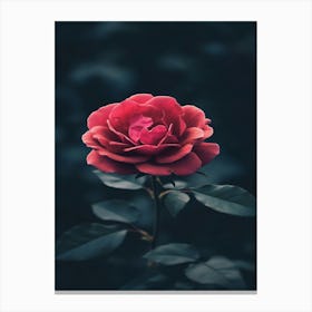 Dark Rose 165 Canvas Print