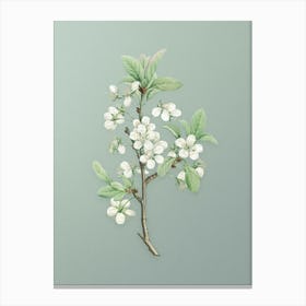 Vintage White Plum Flower Botanical Art on Mint Green n.0490 Canvas Print