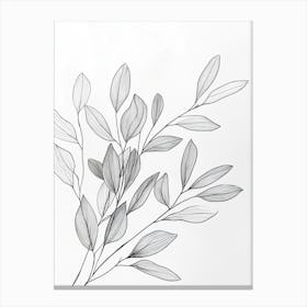 Eucalyptus 5 Canvas Print