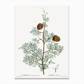 Mediterranean Cypress, Pierre Joseph Redoute Canvas Print
