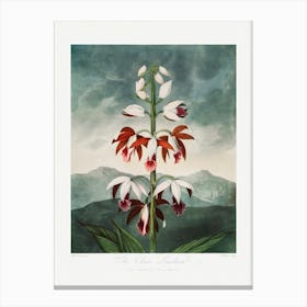 Vintage Botanical Temple Of Flora _2476832 Canvas Print