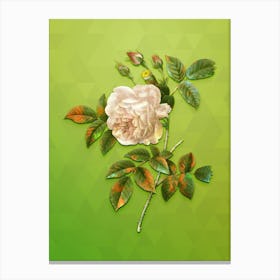 Vintage Rosa Indica Botanical Art on Love Bird Green n.0792 Canvas Print