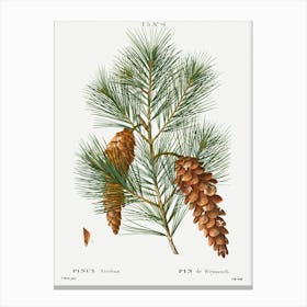 White Pine Print Canvas Print
