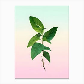 Leaf On A Pastel Background Canvas Print