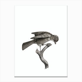Vintage Red Brown Jay Bird Illustration on Pure White Canvas Print