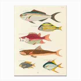 Colourful And Surreal Illustrations Of Fishes Found In Moluccas (Indonesia) And The East Indies, Louis Renard(56) Canvas Print