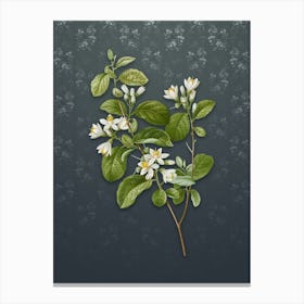 Vintage Snowdrop Bush Botanical on Slate Gray Pattern n.1206 Canvas Print