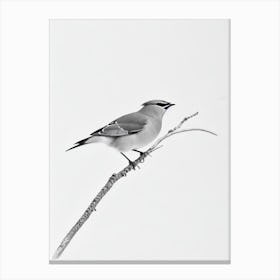 Cedar Waxwing B&W Pencil Drawing 2 Bird Canvas Print