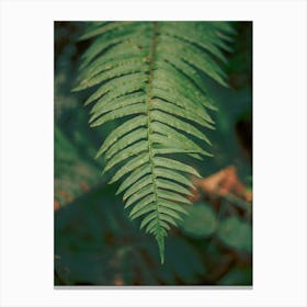 PNW Ferns II Canvas Print