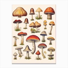 Vintage Mushrooms 1 Canvas Print