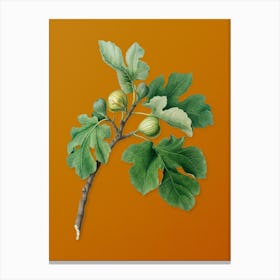 Vintage Fig Botanical on Sunset Orange n.0571 Canvas Print