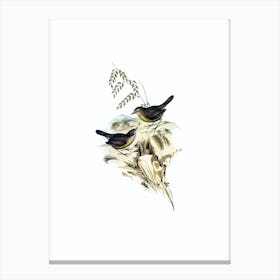 Vintage Tasmanian Scrubwren Bird Illustration on Pure White n.0348 Canvas Print