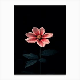 Single Pink Dahlia Flower Canvas Print