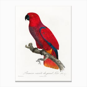 The Eclectus Parrot From Natural History Of Parrots, Francois Levaillant 1 Canvas Print