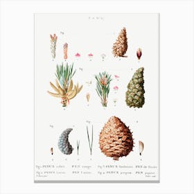 Red Pine, Black Pine, Jack Pine And Mountain Pine, Pierre Joseph Redoute Canvas Print