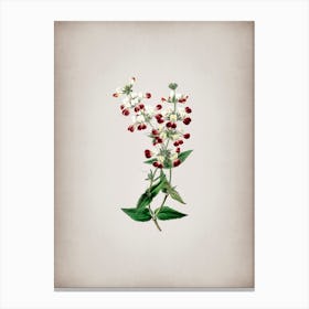 Vintage Two Colored Collinsia Flower Botanical on Parchment n.0514 Canvas Print