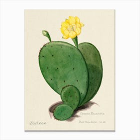 Indian Fig Opuntia Cactus, Familie Der Cacteen Canvas Print