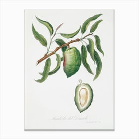 Almond (Communis Naxea) From Pomona Italiana (1817 - 1839), Giorgio Gallesio Canvas Print